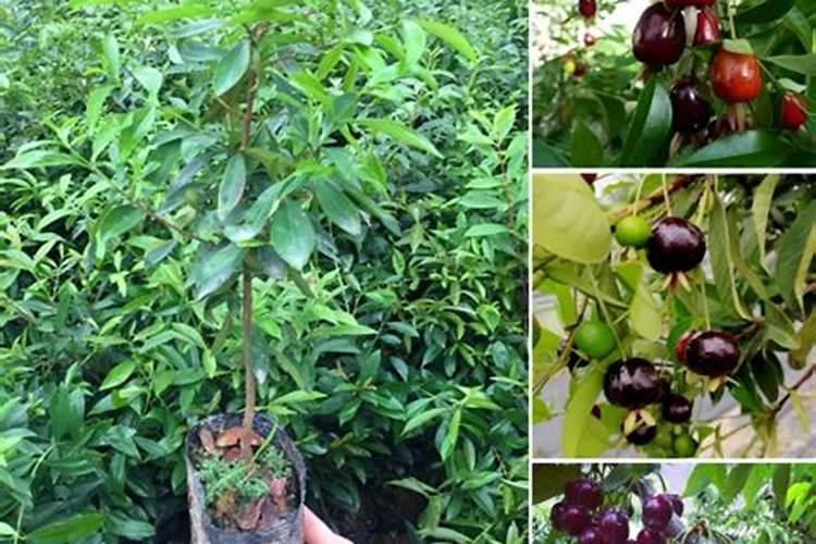 养花不如养它,车厘子种植方法,简单5点,车厘子结果挂满枝!