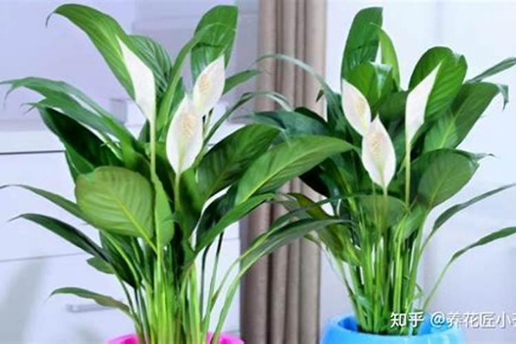 小麦干尖黄叶怎么治疗