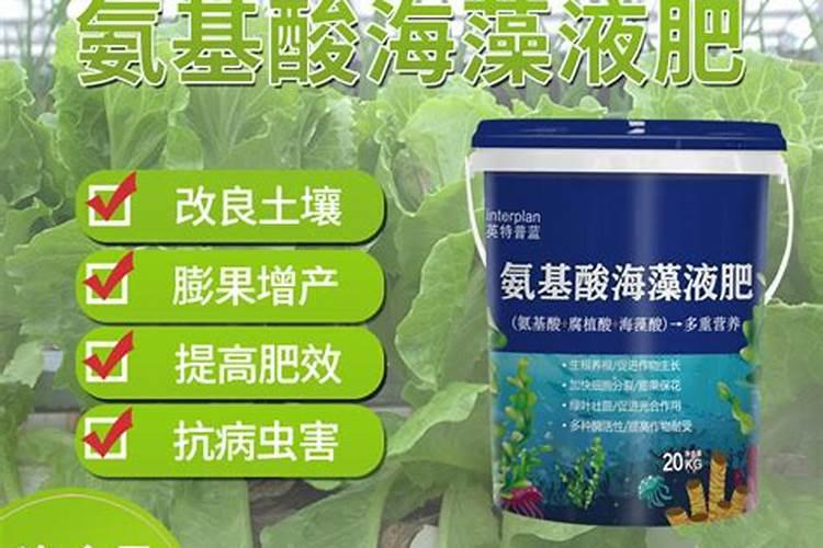 冬季大棚黄瓜不用冲施肥打药就管用