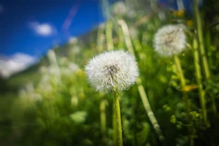 养花怎样壮根 栽花怎么能快速生根