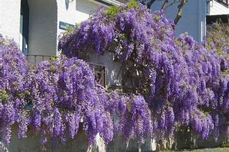 种紫藤花需要施什么肥合适呢？