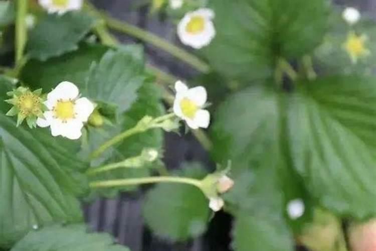 草莓开花期可以打叶面肥吗？