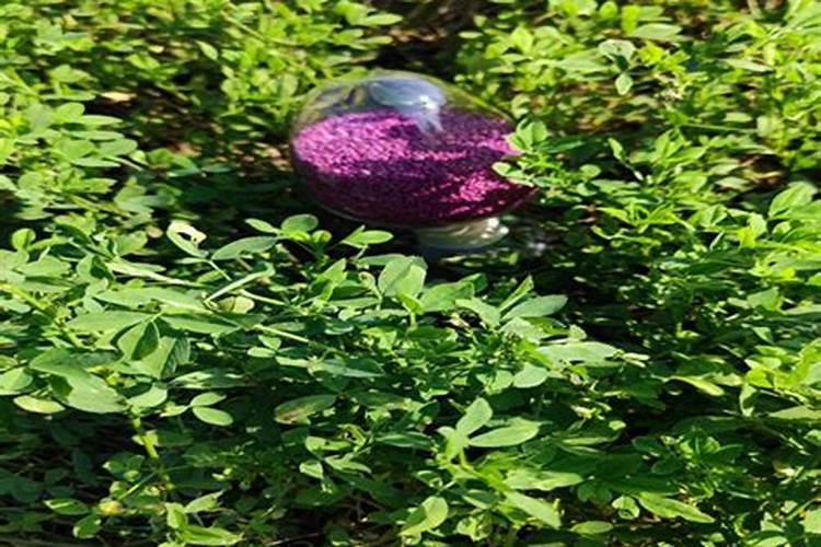 紫花苜蓿草蛋白质含量