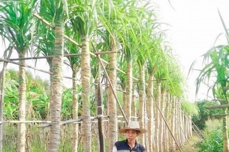 甘蔗十大最佳肥料