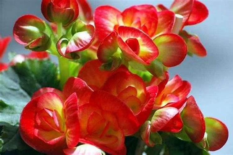 海棠花有花苞可以喷叶面肥吗