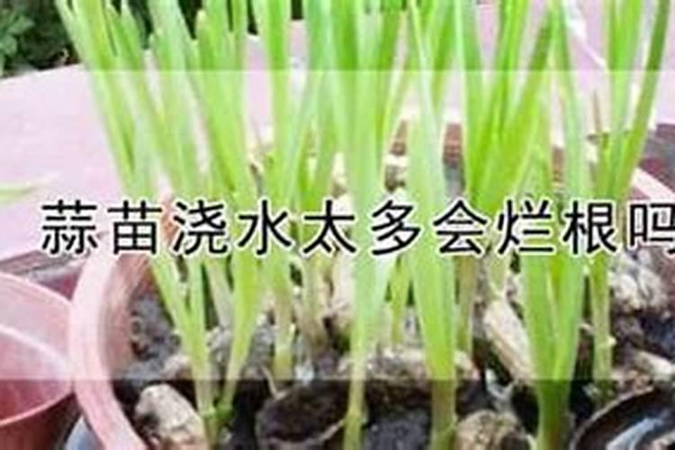 蒜苗多久浇一次尿素水