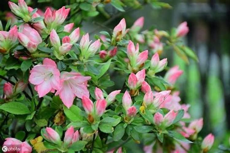 茶花开花期间可不可以叶面施肥.谢谢大家
