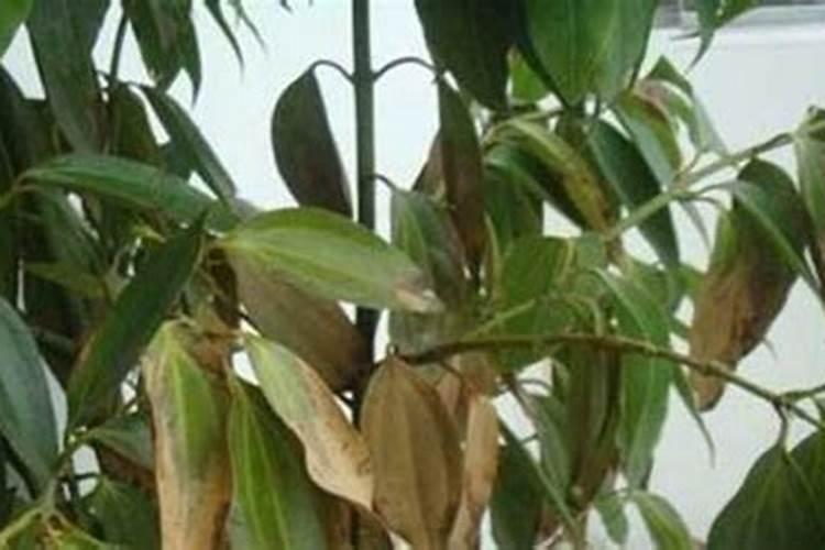 米兰花掉叶子怎么救？讲解具体原因和解决方法