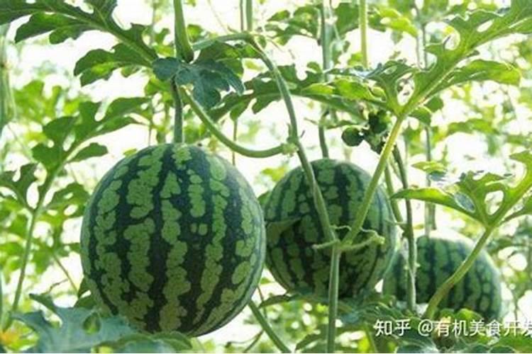 怎样栽培无籽西瓜,无籽西瓜是怎么种出来的