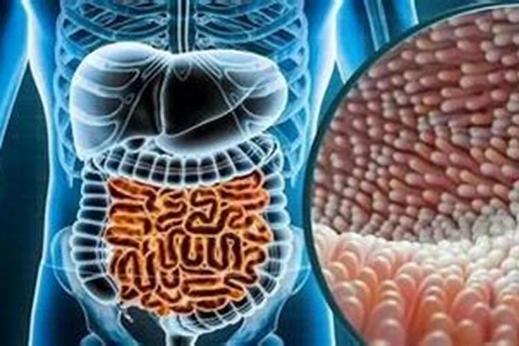 一篇文章看懂益生菌和益生元的关系