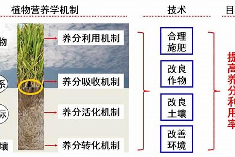 什么是根部灌溉施肥技术？