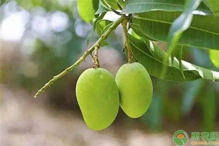 芒果树用什么肥料最好