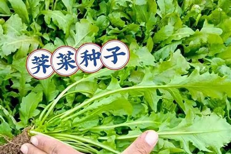 韭菜跟葱的种植方法跟季节。