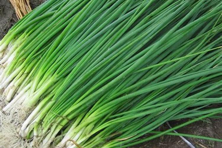 四季小香葱的种植时间及方法要点