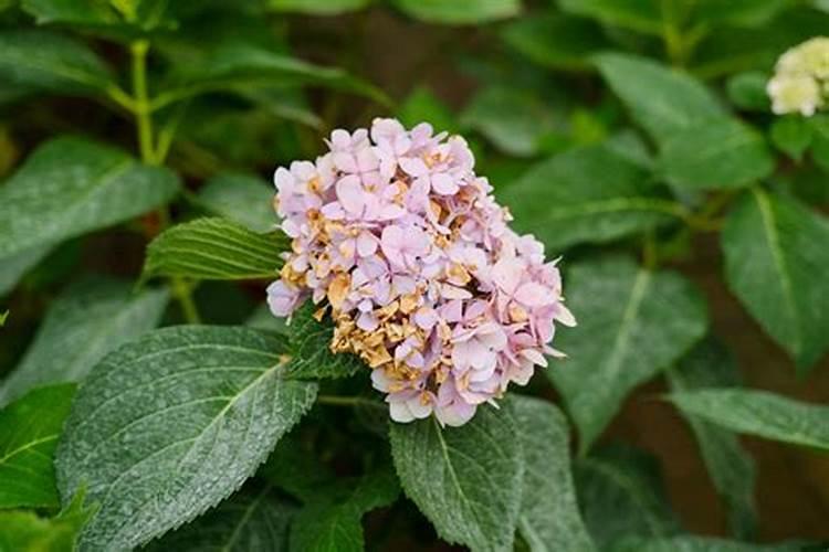 绣球花施肥时间和方法