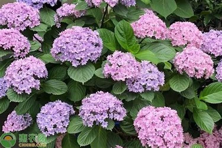 绣球花的施肥方法什么肥料好？