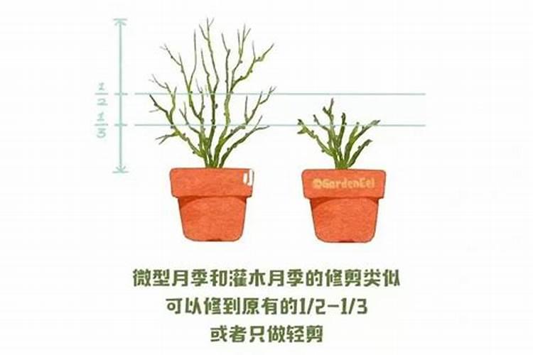 杨树怎样管理特别是施肥剪枝浇水