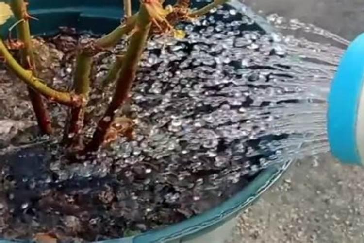 枣树管理四大措施: