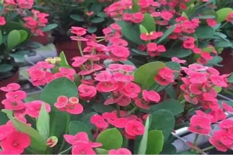 磷酸二氢钾适合哪些花卉使用