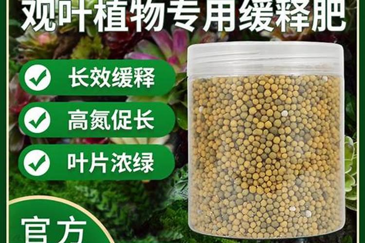 观叶植物施什么肥最好 适合用什么肥料