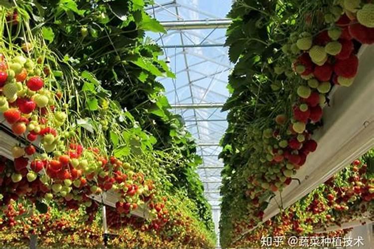 怎样让草莓新叶长得更健壮