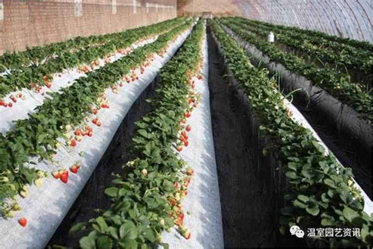 普通日光温室草莓无土栽培技术