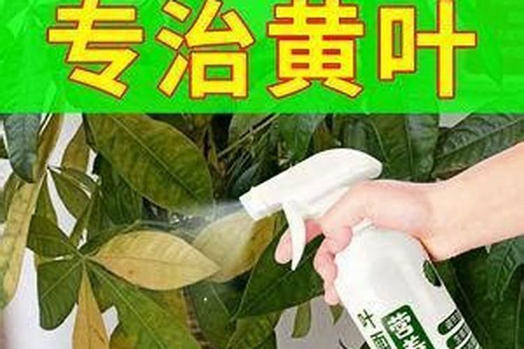冬天需要给花施叶面肥吗