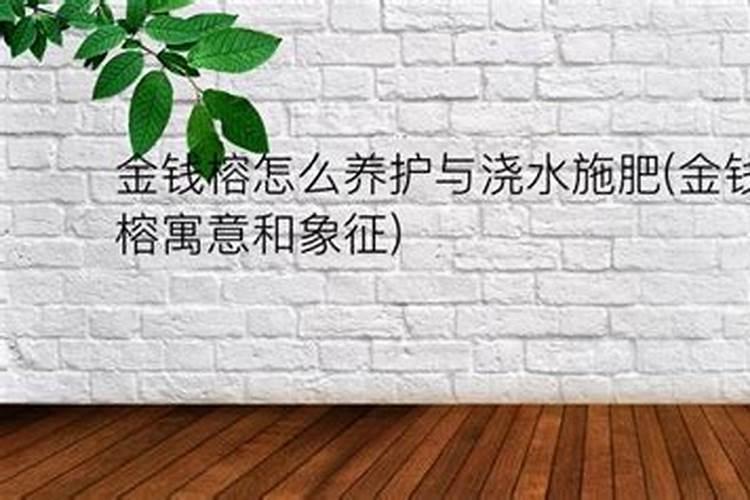 金钱榕的养殖方法和注意事项有哪些