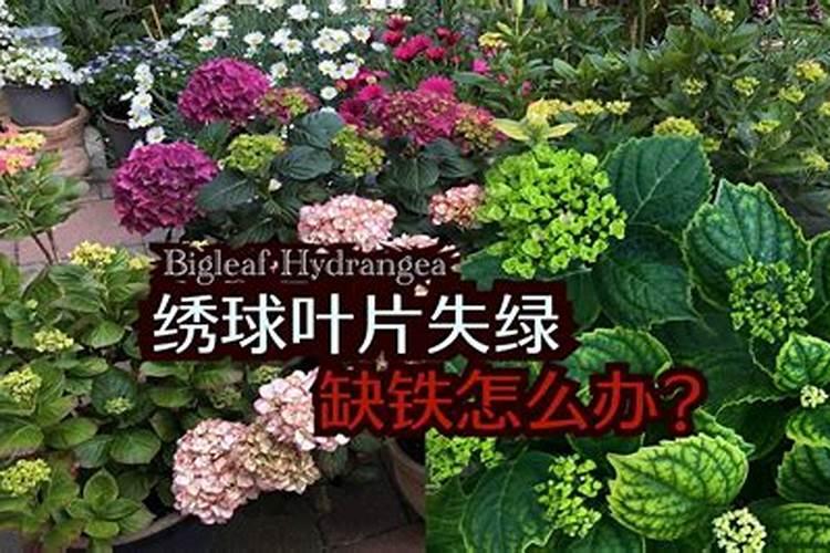 黄杨盆景能用磷酸二氢钾吗