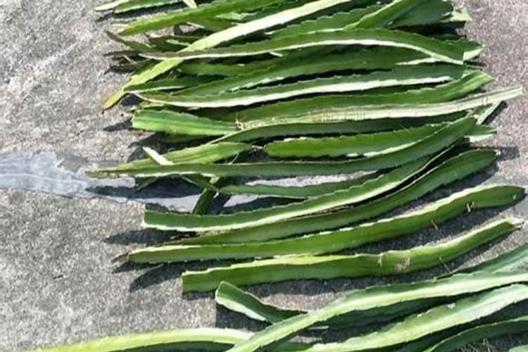 培育火龙果苗时,生根但不出芽是什么原因？