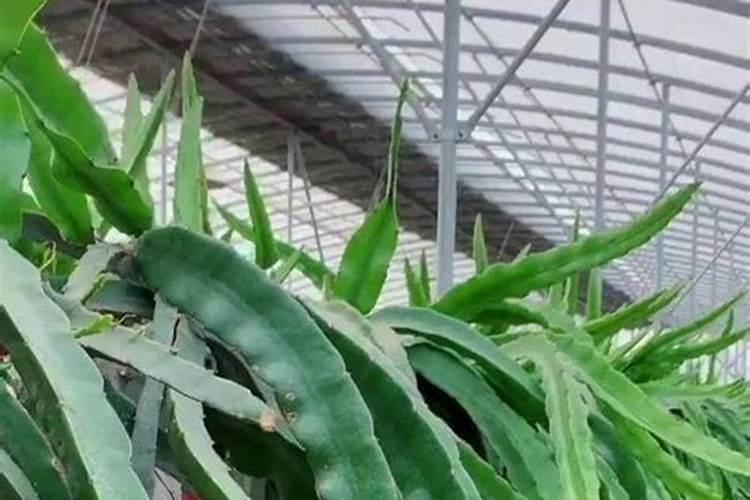 培育火龙果苗时,生根但不出芽是什么原因？