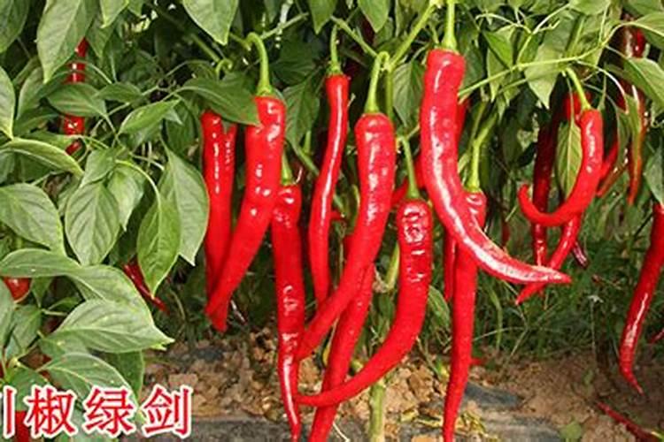 大棚种植辣椒,如何施肥,才能提高产量和质量？