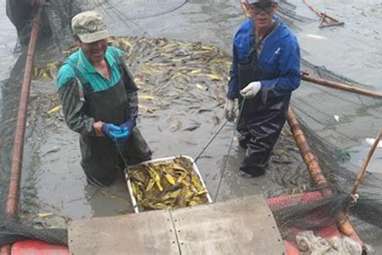 大量磷肥烧根吗,磷肥怎样使用才是正确的
