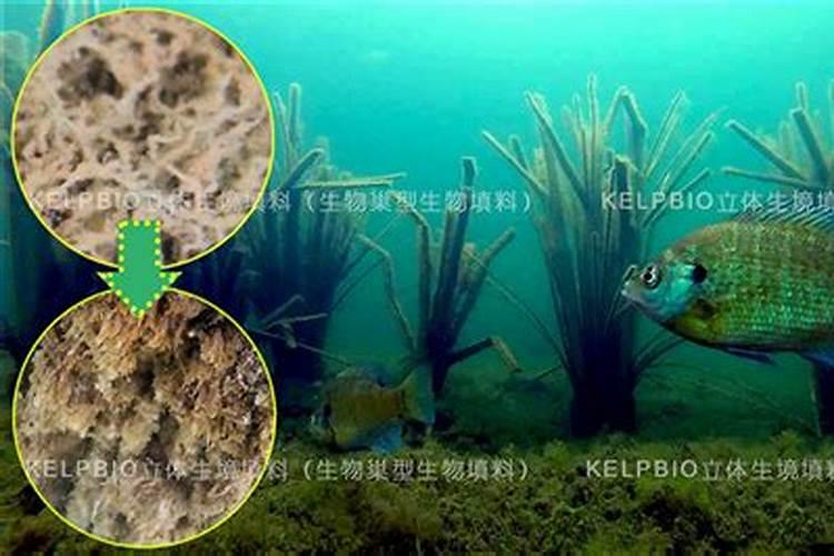 磷肥怎样使用才是正确