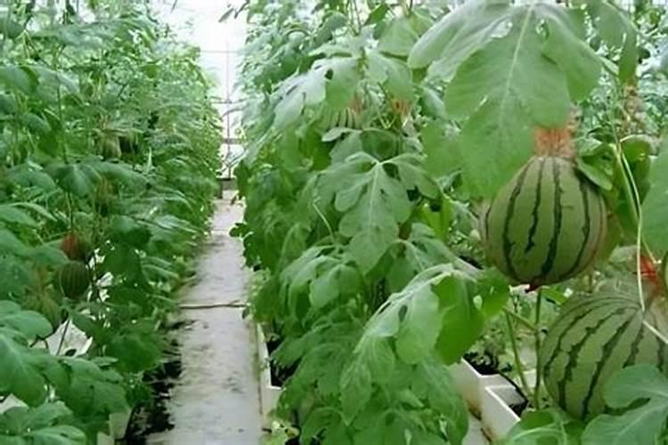 西瓜施什么肥料最好