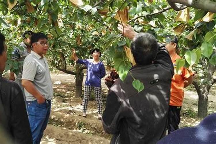 高浓度硫酸钾复合肥和硫酸钾型复合肥那个上梨树好？