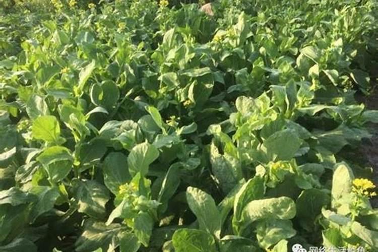 请问律师卖假肥料已达到六万元应受什么处罚？