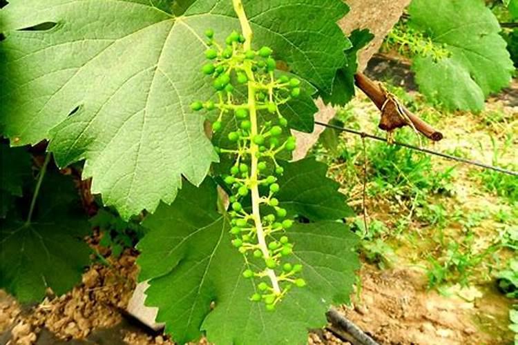 夏黑葡萄两年树龄(工棚)怎么施肥