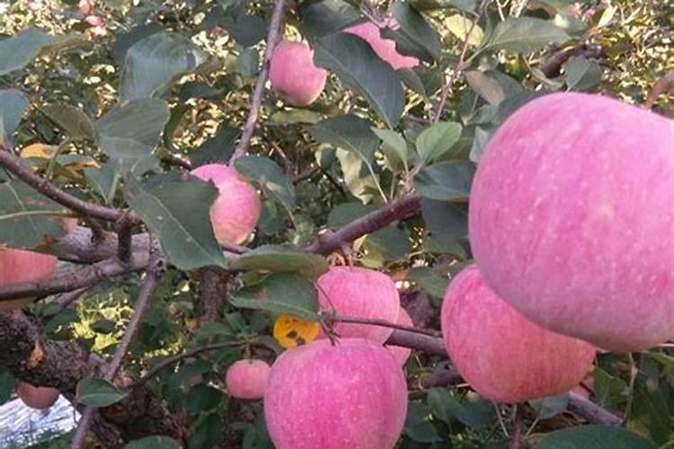 番茄膨果叶面肥效果最好的是哪种