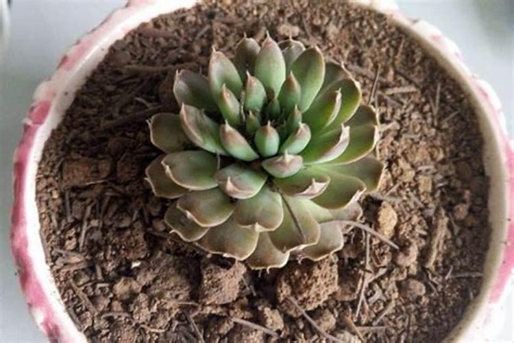多肉植物用什么肥料比较好