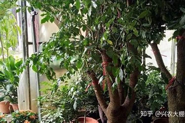 幸福树怎样施肥,幸福树怎样施肥比较好