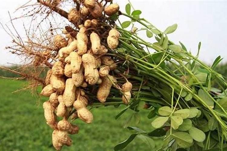 花生追肥用复合肥还是尿素用什么肥料最好