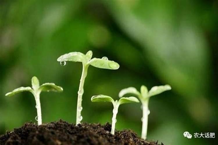 腐植酸肥料使用大忌