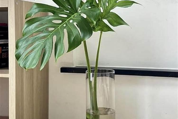 水培龟背竹,水要适当不可过满
