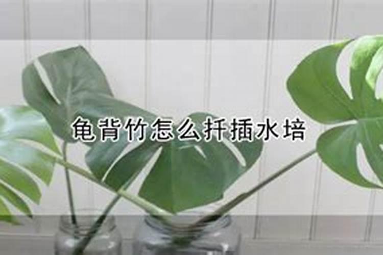 龟背竹的叶子能插活吗？