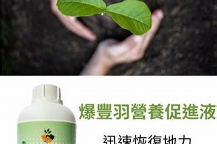亲土一号多少钱一袋