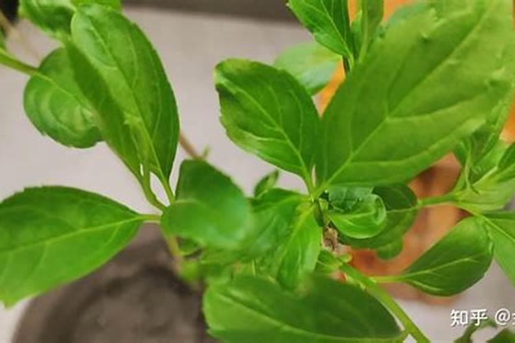 ...写出相关物质的化学式(1)可在大棚种植时作气体肥料的是