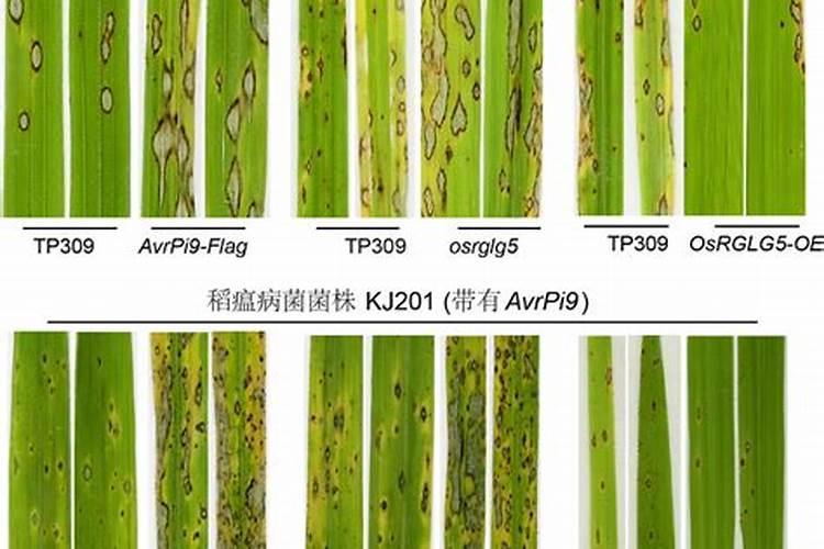 碳酶海藻鱼蛋白什么时候使用最好