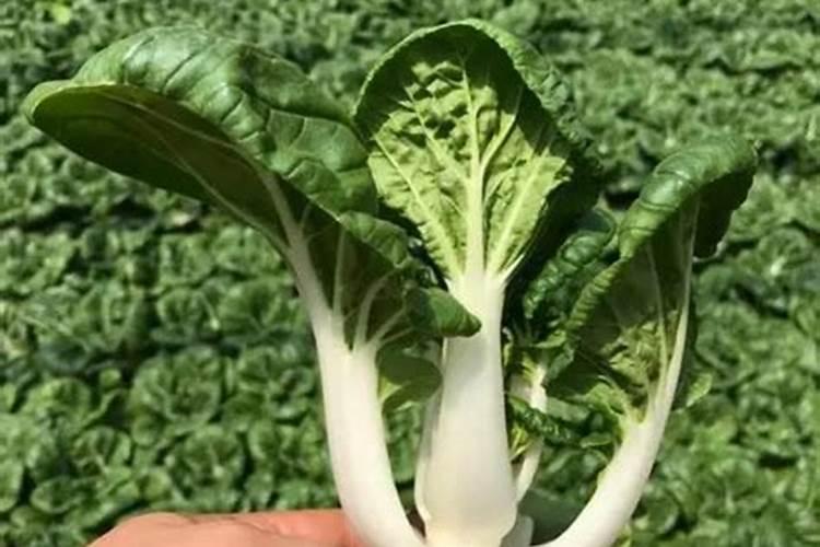 包菜中期用高钾肥可以吗