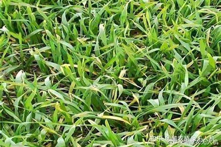 小麦发黄死苗如何防治,一亩小麦用多少芸苔素